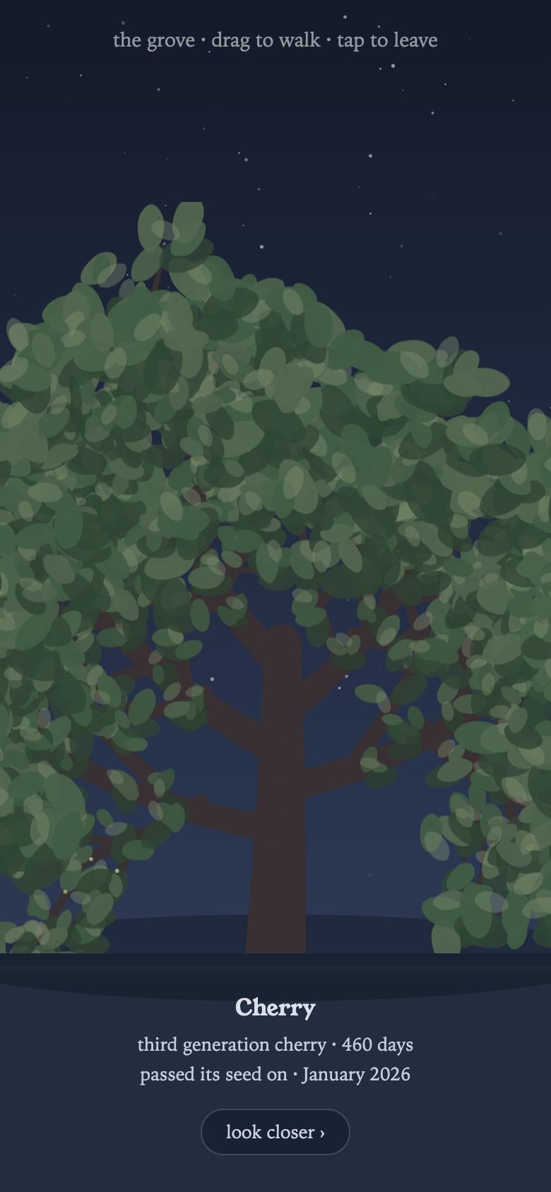 The grove walk at night: a third-generation cherry with a plaque reading 460 days, passed its seed on.